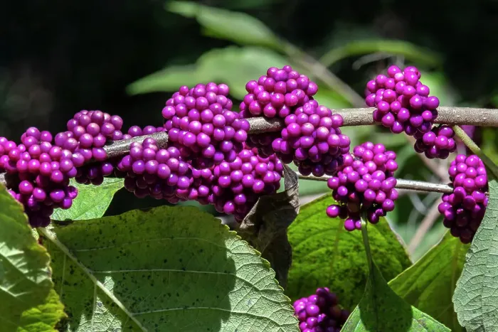 Framed Print : Beautyberry bush detail, Florida