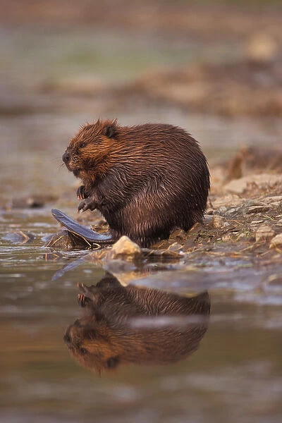 beaver, Castor canadensis, cleans itself along the banks of a kettle pond in the