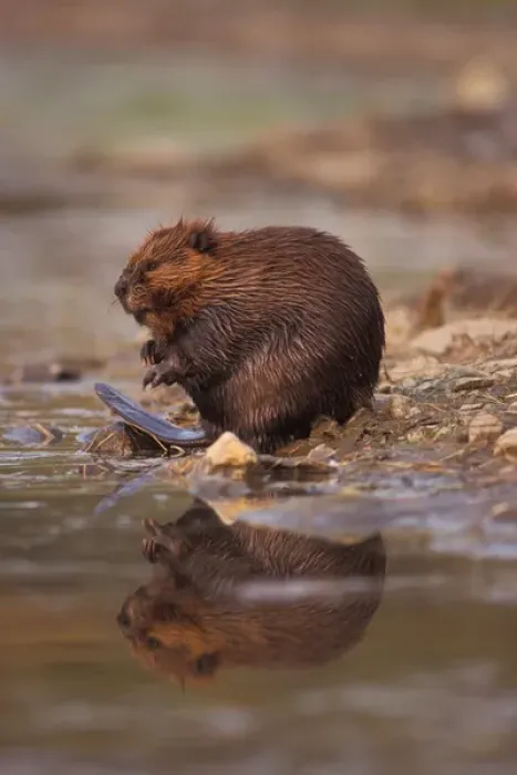Framed Print : beaver, Castor canadensis, cleans itself along the banks of a kettle pond in Framed Print : beaver, Castor canadensis, cleans itself along the banks of a kettle pond in