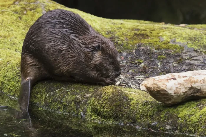 Framed Print : Beaver with cut log Framed Print : Beaver with cut log
