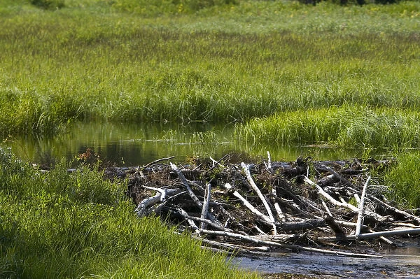 Beaver Dam built in a stream in the Boise National Forest, Idaho, USA