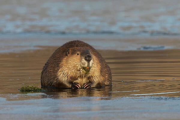 Beaver, foraging in early winter