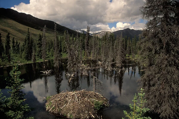 beaver lodge off the Dempster highway, Yukon, Canada