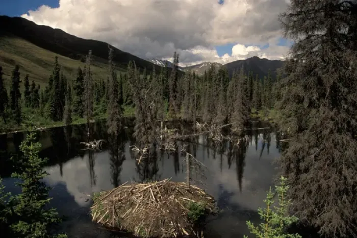 Framed Print : beaver lodge off the Dempster highway, Yukon, Canada Framed Print : beaver lodge off the Dempster highway, Yukon, Canada
