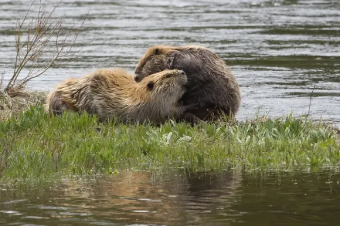 Framed Print : Beaver pair grooming one another Framed Print : Beaver pair grooming one another