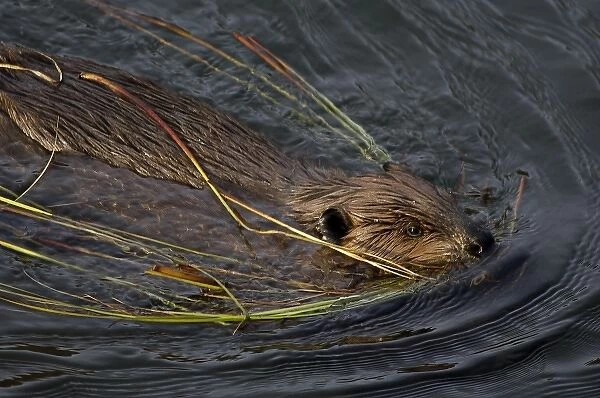 Beaver swims with grasses, Denali Reflecting Pond, Denali National Park, AK