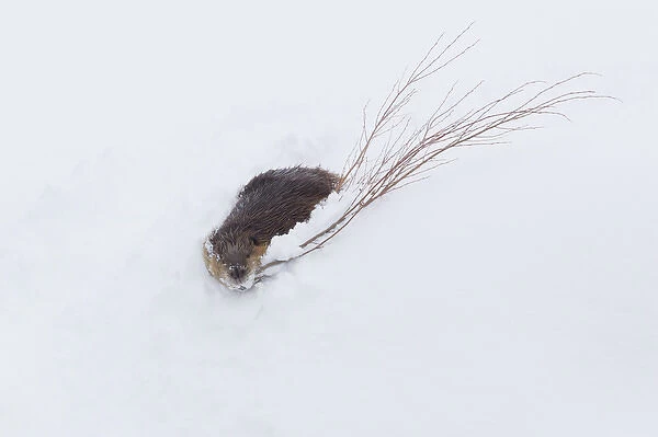 Beaver, winter food
