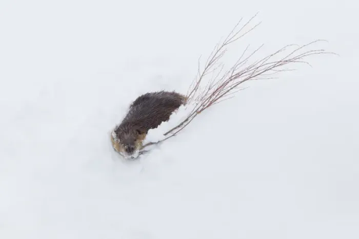 Framed Print : Beaver, winter food Framed Print : Beaver, winter food