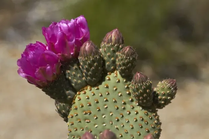 Framed Print : Beavertail Cactus in flower (Opuntia basilaris var. whitneyana), found only in Alabama Hills Framed Print : Beavertail Cactus in flower (Opuntia basilaris var. whitneyana), found only in Alabama Hills