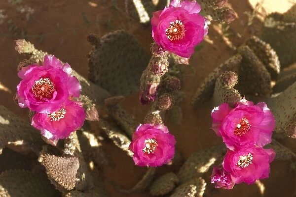 Beavertail Cactus; Opuntia BAsilaris, Valley of Fire, Aztec Sandstone, Mohave Desert