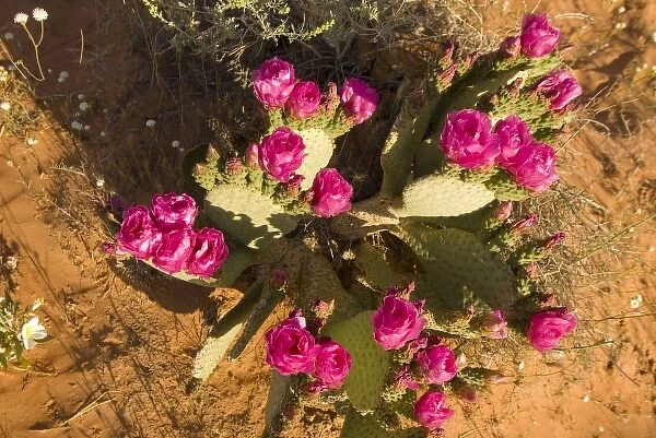 Beavertail Cactus, Opuntia BAsilaris, Mohave Desert, Whitney Pockets, near Mesquite