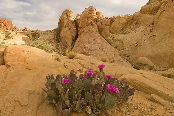 Beavertail Cactus, Opuntia BAsilaris, Mohave Desert, Whitney Pockets, Nevada