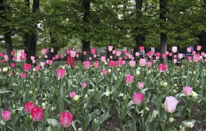 Framed Print : A bed of tulips at Luxembourg Gardens, Paris, France Framed Print : A bed of tulips at Luxembourg Gardens, Paris, France