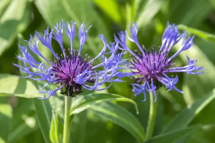 Framed Print : Bee Balm flower, Reading, Massachusetts, USA