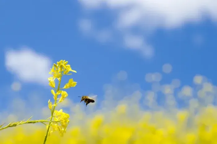 Framed Print : Bee and field mustard, Brassica campestris, Lafayette Reservoir, Lafayette, California