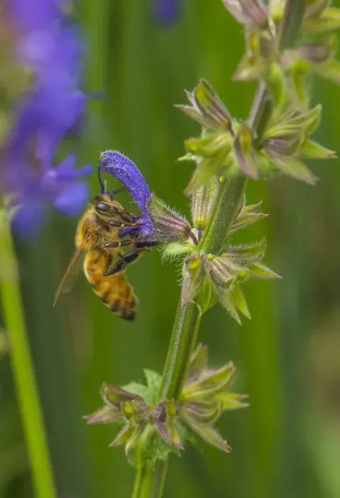 Framed Print : Bee on flower, yellow sage