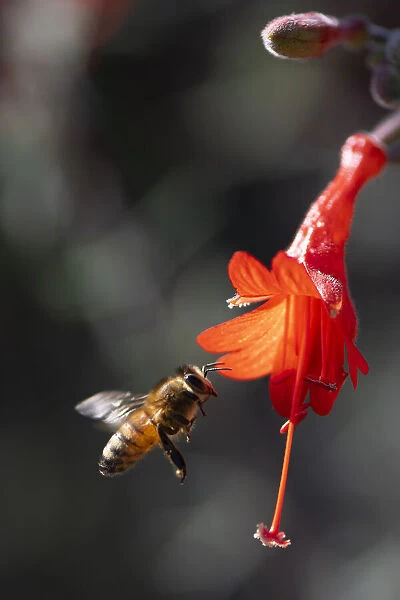 Bee flying into a bell shaped wildflower to harvest pollen
