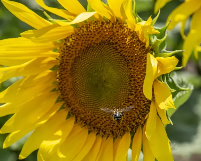 Framed Print : Bee heading toward large sunflower to load up with pollen Framed Print : Bee heading toward large sunflower to load up with pollen