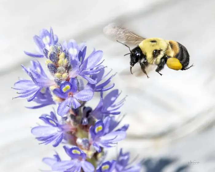 Framed Print : Bee hovering over a pickerelweed looking for pollen Framed Print : Bee hovering over a pickerelweed looking for pollen
