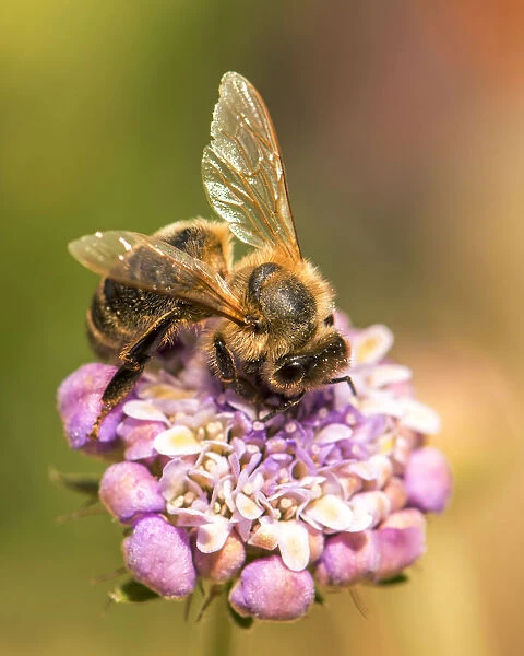 Bee seeking pollen