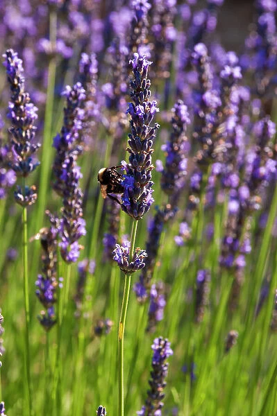 A bee sipping nectar from lavender flowers, Lavandula species. Roussillon, Provence, France