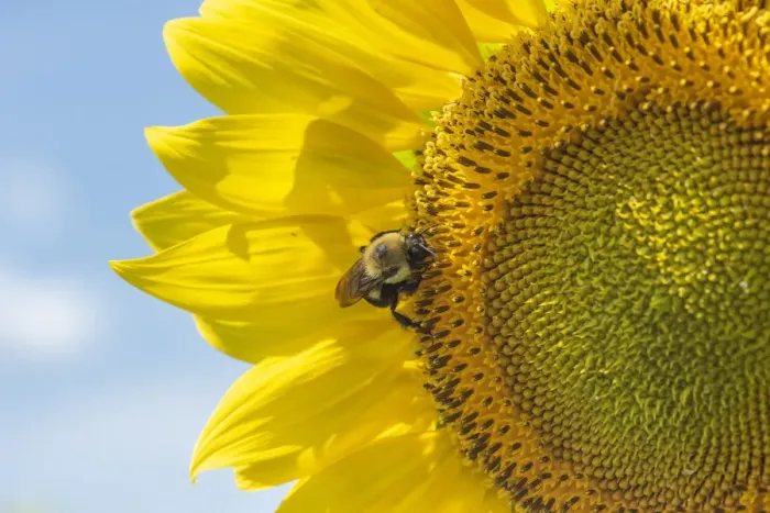 Framed Print : Bee starting to work on giant sunflower