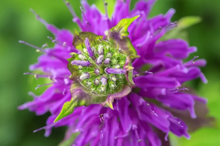 Framed Print : Beebalm Framed Print : Beebalm