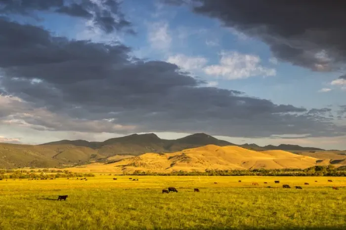 Framed Print : Beef cattle graze in pasture at sunrise with the Tobacco Root Mountains near Ennis Framed Print : Beef cattle graze in pasture at sunrise with the Tobacco Root Mountains near Ennis