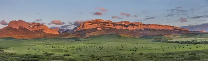 Framed Print : Beef cattle graze below Walling Reef on the Rocky Mountain Front at sunrise near Dupuyer Framed Print : Beef cattle graze below Walling Reef on the Rocky Mountain Front at sunrise near Dupuyer