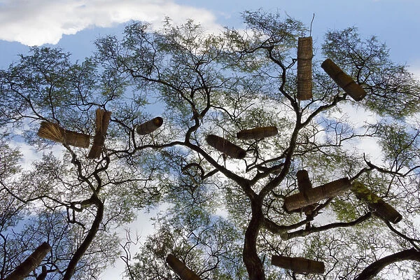 Beehives on acacia tree, Arba Minch, Southern Nations, Nationalities, and Peoples Region