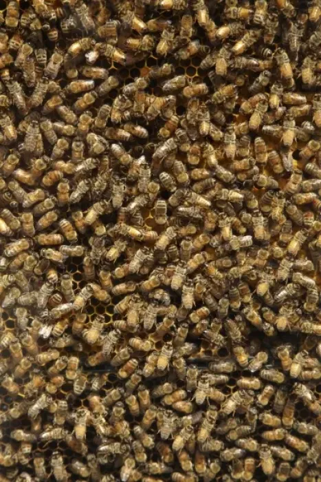Framed Print : Bees in Beehive, Coromandel Peninsula, North Island, New Zealand