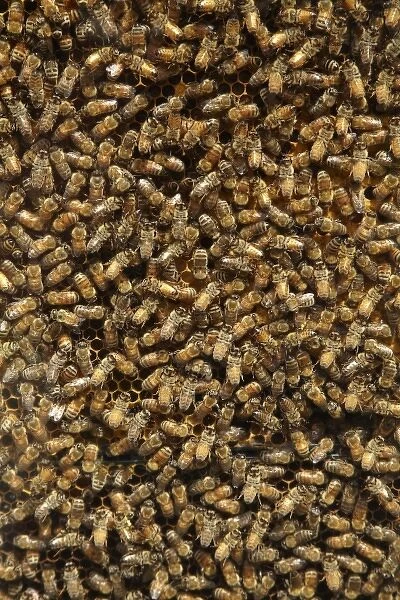 Bees in Beehive, Coromandel Peninsula, North Island, New Zealand