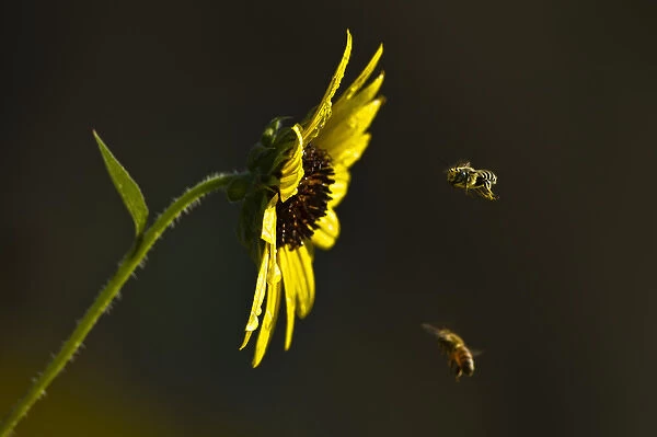 Bees landing on Sunflower, north Texas