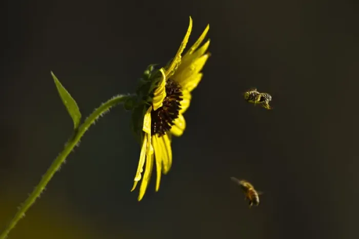 Framed Print : Bees landing on Sunflower, north Texas