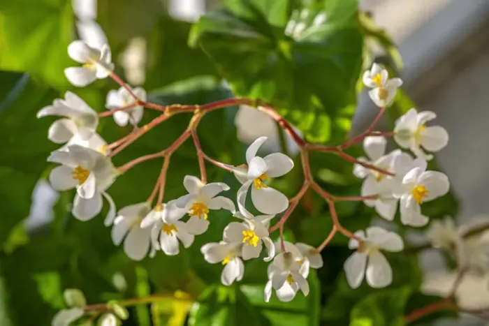 Framed Print : Begonia Framed Print : Begonia