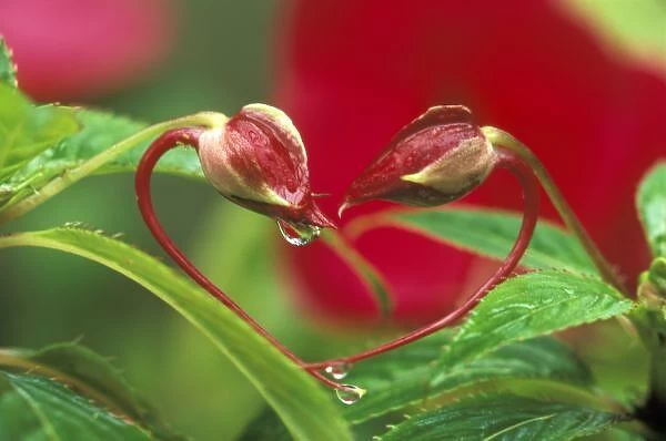 Begonia Buds in heart shape with drops. Credit as: Nancy Rotenberg  /  Jaynes Gallery