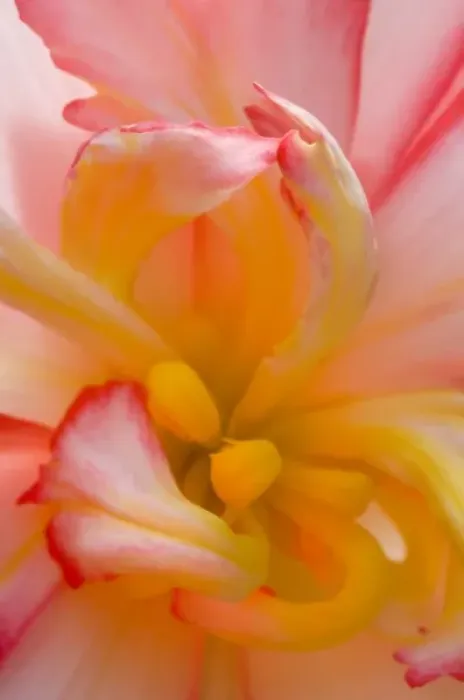 Framed Print : Begonia close-up pattern Framed Print : Begonia close-up pattern