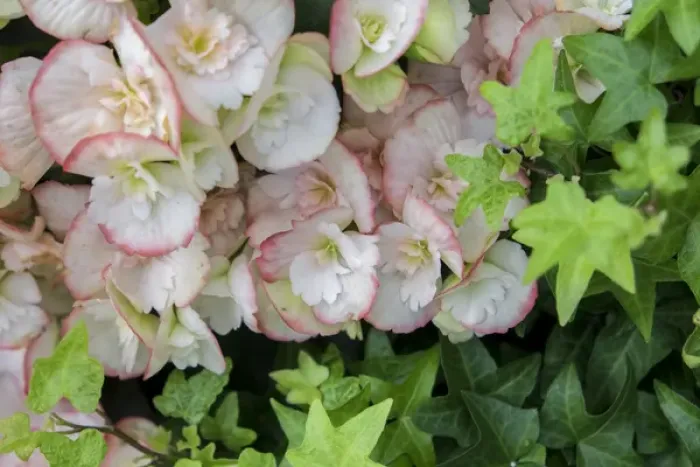 Framed Print : Begonia and ivy, USA