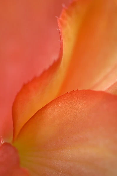 Begonia Petal Close-up. Credit as: Nancy Rotenberg  /  Jaynes Gallery  /  DanitaDelimont