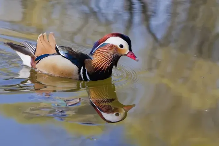 Framed Print : Beijing China, Male mandarin duck swimming in pond