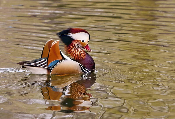 Beijing, China, Male mandarin duck swimming in pond