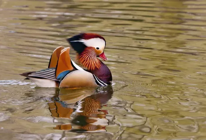 Framed Print : Beijing, China, Male mandarin duck swimming in pond Framed Print : Beijing, China, Male mandarin duck swimming in pond