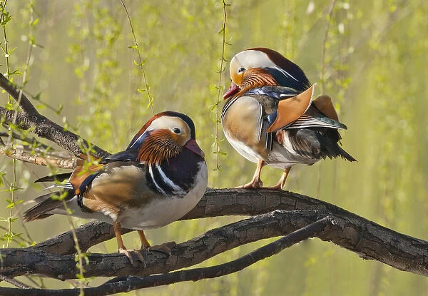 Beijing, China, Two Male Mandarin duck in a tree in the spring