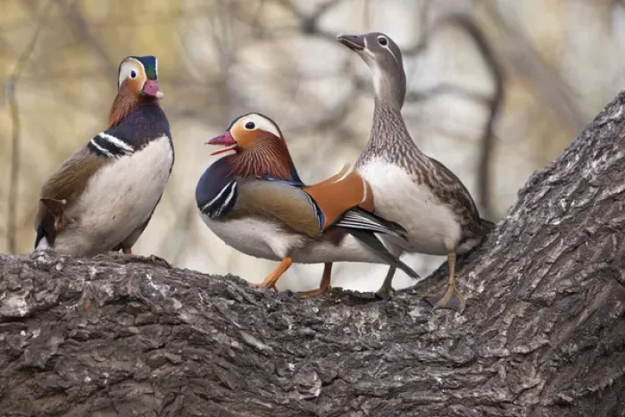 Framed Print : Beijing, China, Two males vying for a female Mandarin duck during breeding season Framed Print : Beijing, China, Two males vying for a female Mandarin duck during breeding season