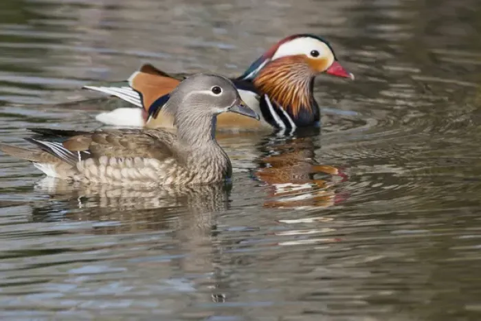 Framed Print : Beijing, China, Mating pair of Mandarin ducks on lake