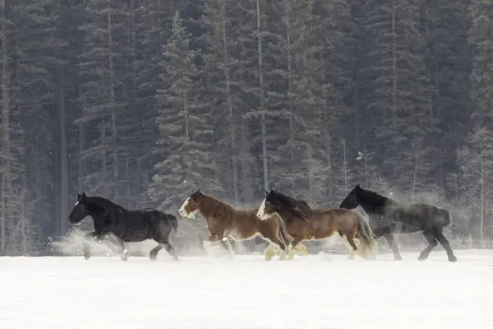 Framed Print : Belgian Horse roundup in winter, Kalispell, Montana. Equus ferus caballus Framed Print : Belgian Horse roundup in winter, Kalispell, Montana. Equus ferus caballus