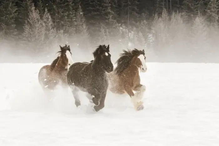 Framed Print : Belgian Horse roundup in winter, Kalispell, Montana. Equus ferus caballus Framed Print : Belgian Horse roundup in winter, Kalispell, Montana. Equus ferus caballus