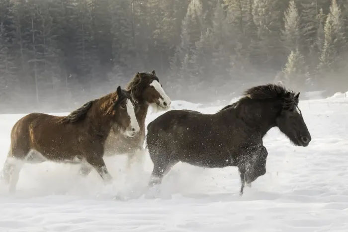 Framed Print : Belgian Horse roundup in winter, Kalispell, Montana. Equus ferus caballus Framed Print : Belgian Horse roundup in winter, Kalispell, Montana. Equus ferus caballus