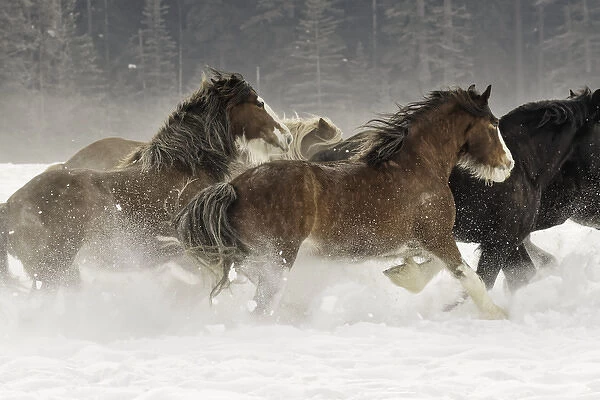 Belgian Horse roundup in winter, Kalispell, Montana. Equus ferus caballus