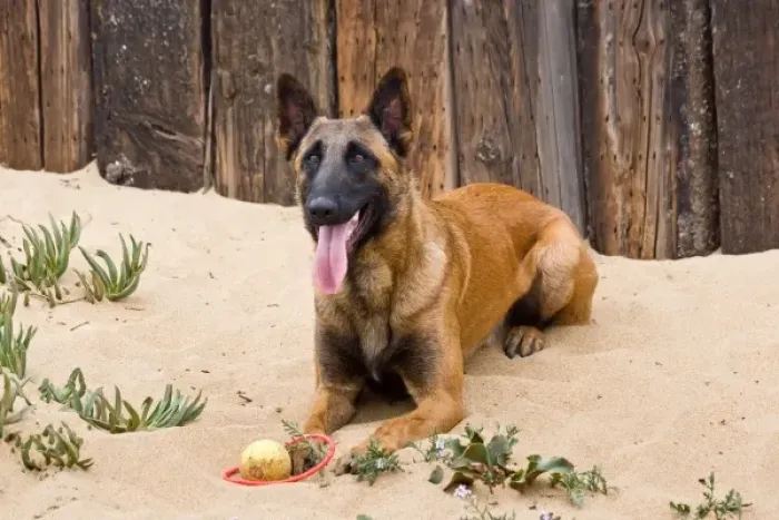 Framed Print : A Belgian Malinios lying in the sand against wooden railroad tie fence at Del Mar Framed Print : A Belgian Malinios lying in the sand against wooden railroad tie fence at Del Mar